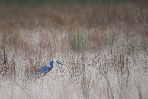 White-Faced Heron Bird Meadow - Free photo on Pixabay - Pixabay