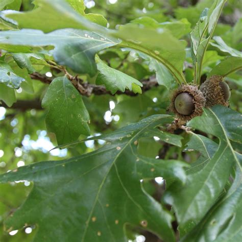 Bur Oak Tree – Green Thumbs Garden