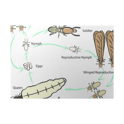 termite life cycle Poster • Pixers® - We live to change