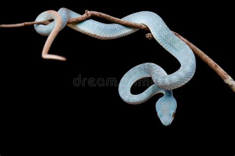 Trimeresurus Insularis or Pit Viper Stock Photo - Image of venomouspit ...