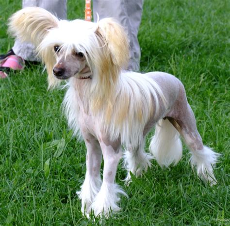 Chinese Crested Breed Guide - Learn about the Chinese Crested.