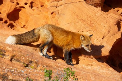 Red fox, Vulpes vulpes photo, #12085, Natural History Photography