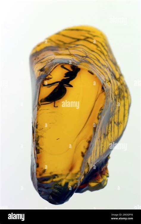 Baltic Sea Amber with inclusions Stock Photo - Alamy