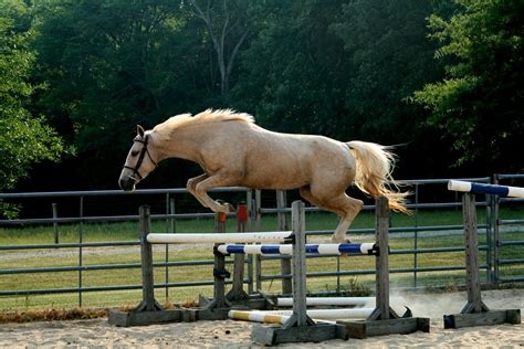 Chronicles of a Poor College Equestrian: Free jumping!