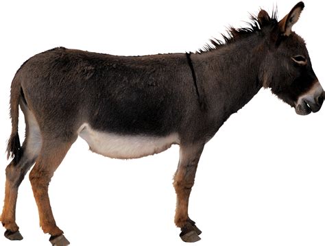 Donkey PNG Clipart | PNG All