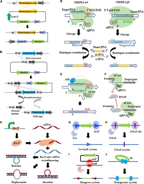 Frontiers | Advances and Perspectives for Genome Editing Tools of ...