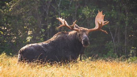 Petition · Let's make the moose the Minnesota state mammal - United ...