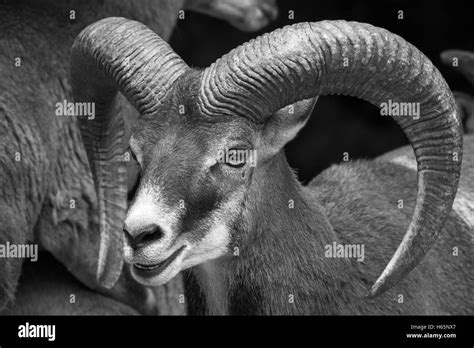 Bighorn sheep Black and White Stock Photos & Images - Alamy