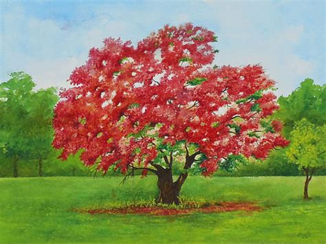 Flamboyant Tree Painting at PaintingValley.com | Explore collection of Flamboyant Tree Painting