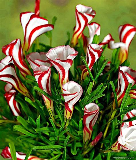 25 Most Amazing and Weird Flowers from around the world