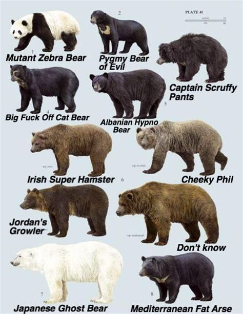 A guide to different species of bear | Bear species, Sloth bear ...