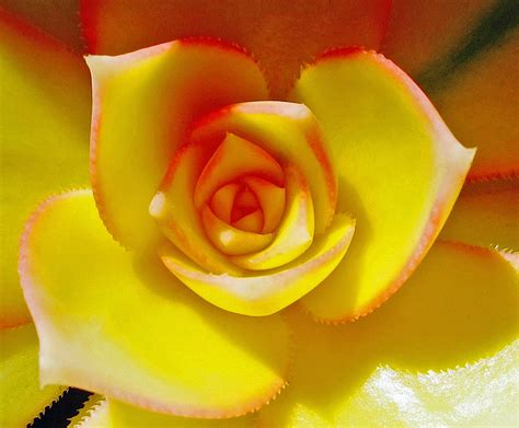 Yellow Succulent Free Stock Photo - Public Domain Pictures