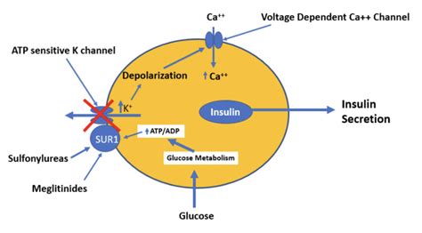 Meglitinide Pharmacology - BioPharma Notes