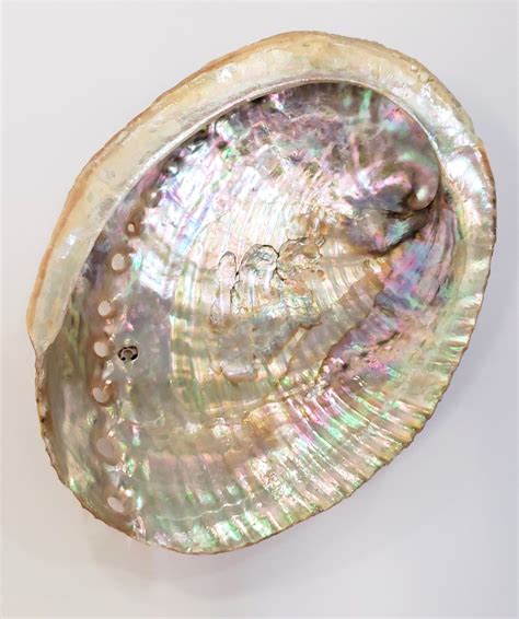 5.0 Abalone Shells Figurines & Knick Knacks Collectibles Art ...