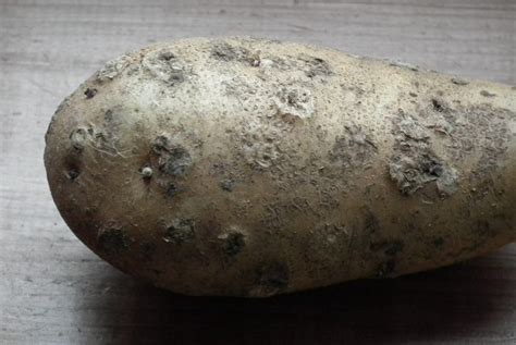 Potato Scab - Common Scab in Potatoes - Allotment & Gardens