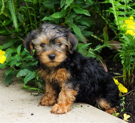 Yorkshire Terrier For Sale Baltic, OH Male- Duke – AC Puppies LLC