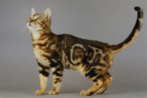 Bengal Cat Marble Images – Browse 582 Stock Photos, Vectors, and Video ...