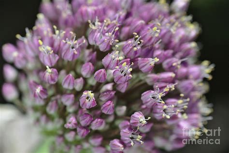 Garlic Flower In Bloom Photograph by Joy Watson - Pixels