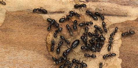 What are Carpenter Ants? - Plunkett's Pest Control