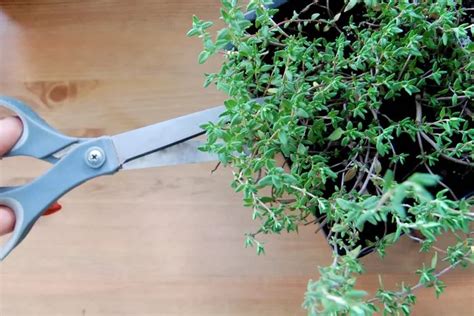 Tips for Growing Thyme Indoors | Growing thyme, Indoor plant care, Plant care