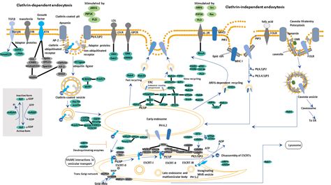 Endocytosis - CUSABIO