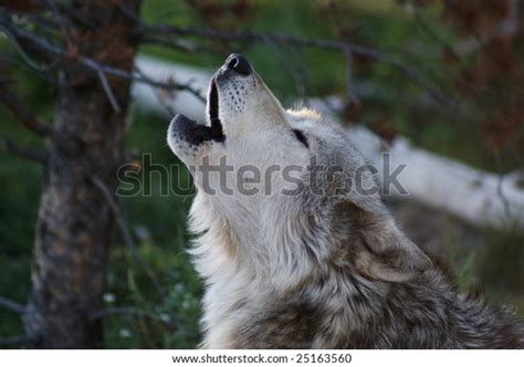 Gray Wolf Howling Stock Photo (Edit Now) 25163560