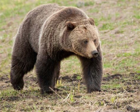 Grizzly Bear (Subspecies Ursus arctos horribilis) · iNaturalist