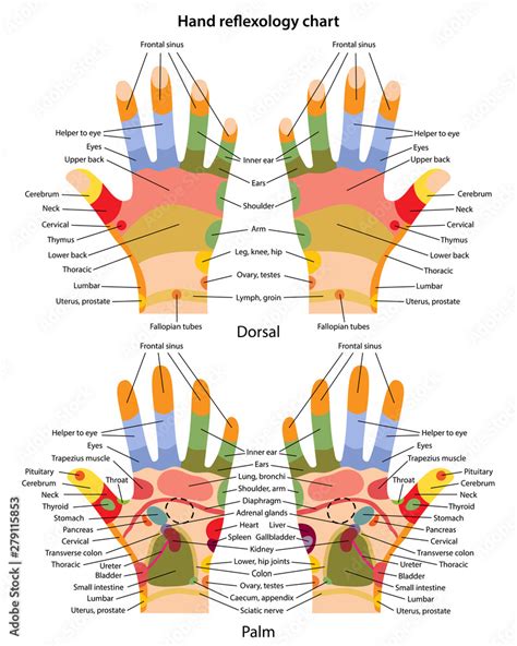 Hand reflexology chart with description of the corresponding internal and body parts. Palm and ...