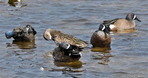 Canaveral National Seashore | WILDLIFE PHOTO GALLERY | Bringing you ...