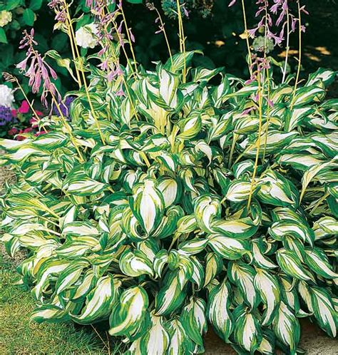 Hosta undulata 'Mediovariegata' - Degroot