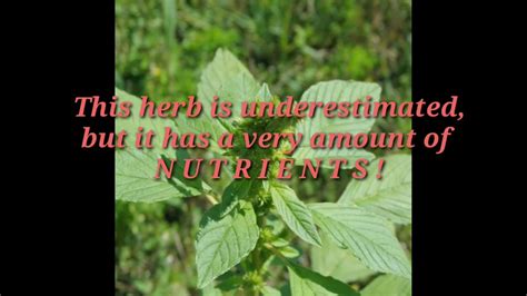 The benefits of Pigweed herb ( Kulitis) - YouTube