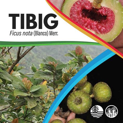 Tibig Tree - The Philippines Today