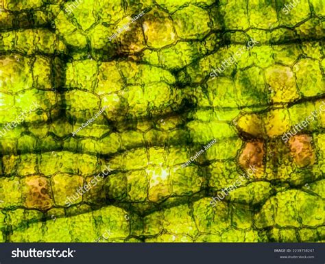 Plant Cell Chloroplast Microscope