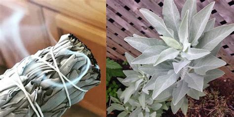 What Does Sage Smell Like? An Informative Guide to This Herb