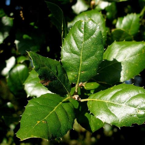 california live oak leaves | Oak leaves, Trees to plant, Plant leaves