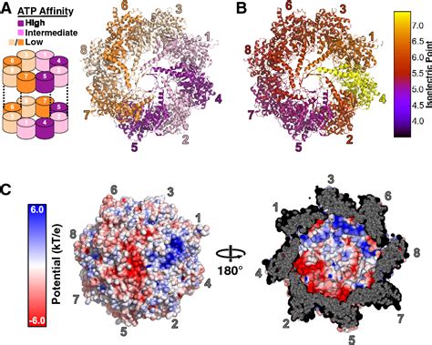 Figure 2 from The Mechanism and Function of Group II Chaperonins. | Semantic Scholar