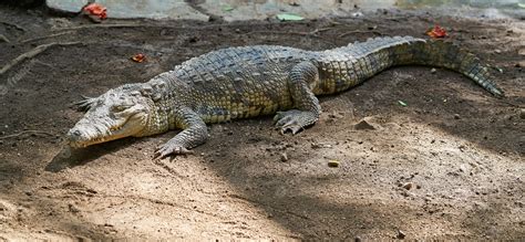 Premium Photo | Crocodile in mexico riviera maya