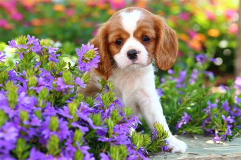 Tips for Gardening with Dogs | Petal Talk