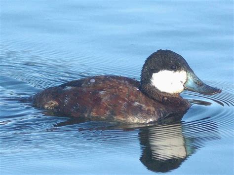 Brent Goose Bird Facts (Branta bernicla) | Bird Fact