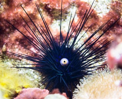 Sea Urchins - What are Those Bizarre Creatures of The Sea?