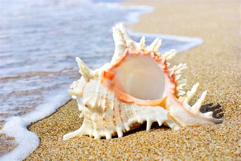 #C2893C Color wallpapers: Seashell Shell Summer Sand Sea Beach Shells ...