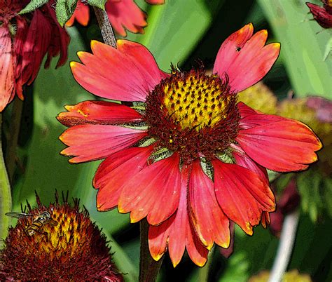 helenium | Earth laughs in flowers