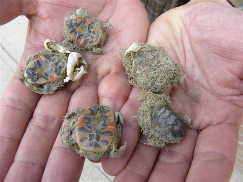 Rare western painted turtle eggs threatened by invasive plants in B.C ...