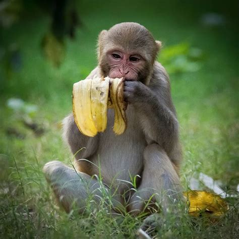 A baby Monkey eating Banana from the Trash 🐒 | Baby monkey, Monkey ...