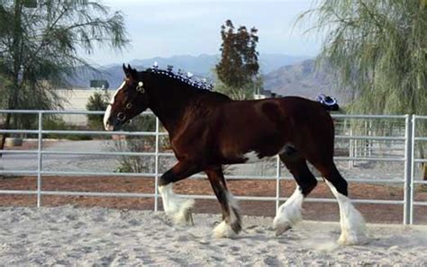 145 best images about Clydesdale Horses on Pinterest | Bud, Shire horse and Bays