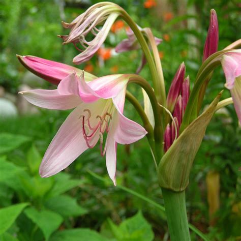 Crinum: William's Featured Plants: Summer Bulbs