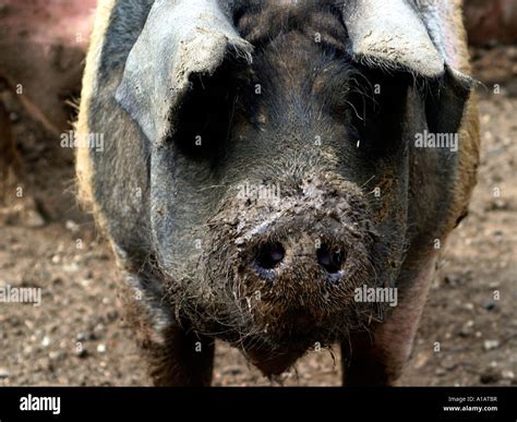 A pig covered in mud Stock Photo - Alamy