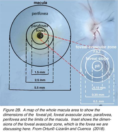 The Architecture of the Human Fovea By Helga Kolb, Ralph Nelson, Peter Ahnelt, Isabel Ortuño ...