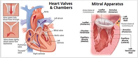 Basic anatomy of heart valves and chambers (mitral valve apparatus) | Download Scientific Diagram