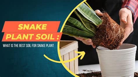 Snake Plant Soil: What Is The Best Soil For Snake Plant?